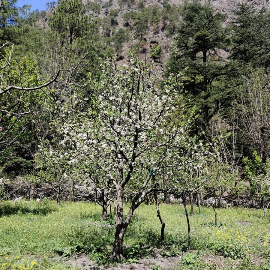 The Royal Orchard Kasol 호텔 외부 사진