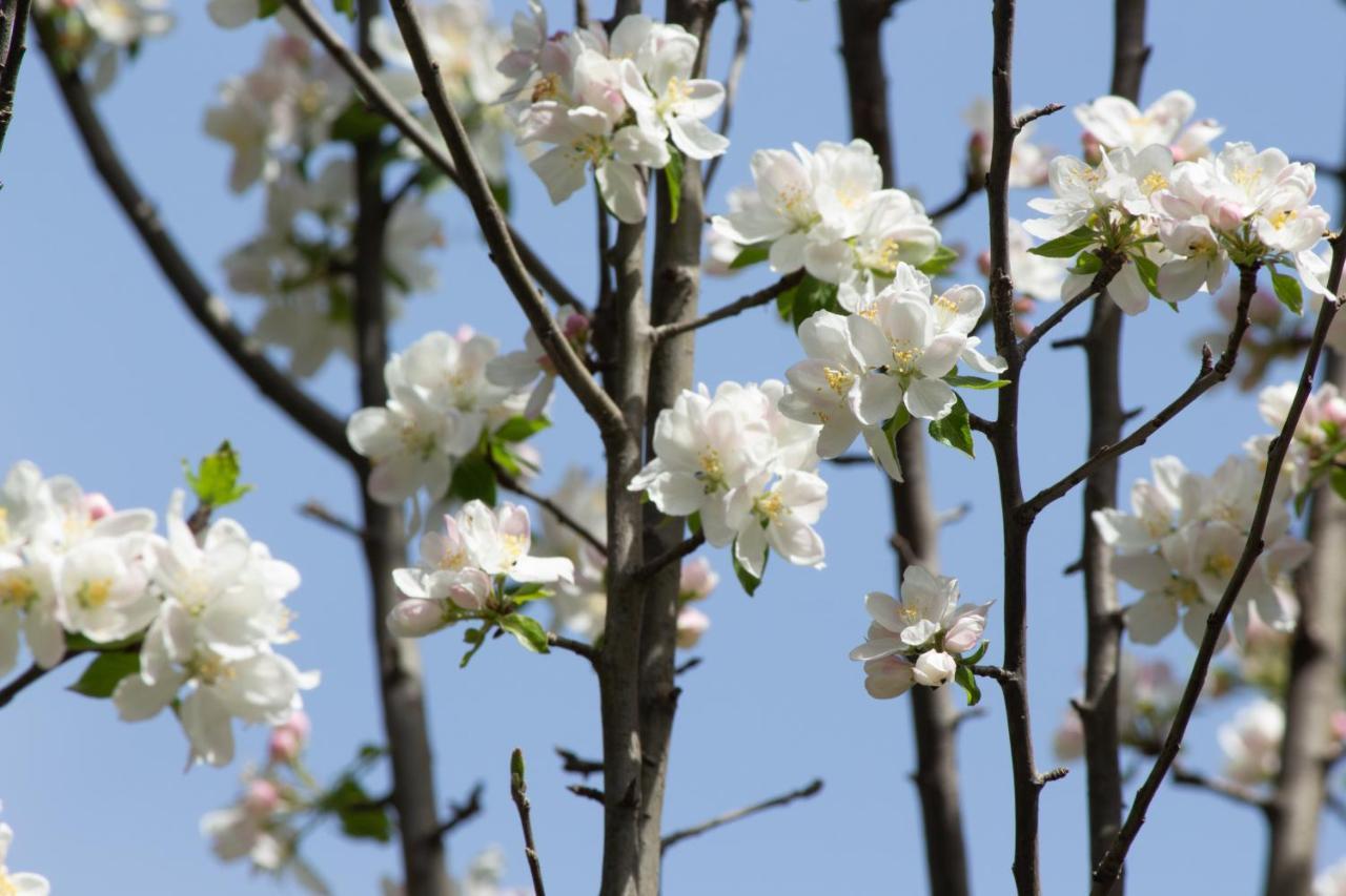 The Royal Orchard Kasol 호텔 외부 사진