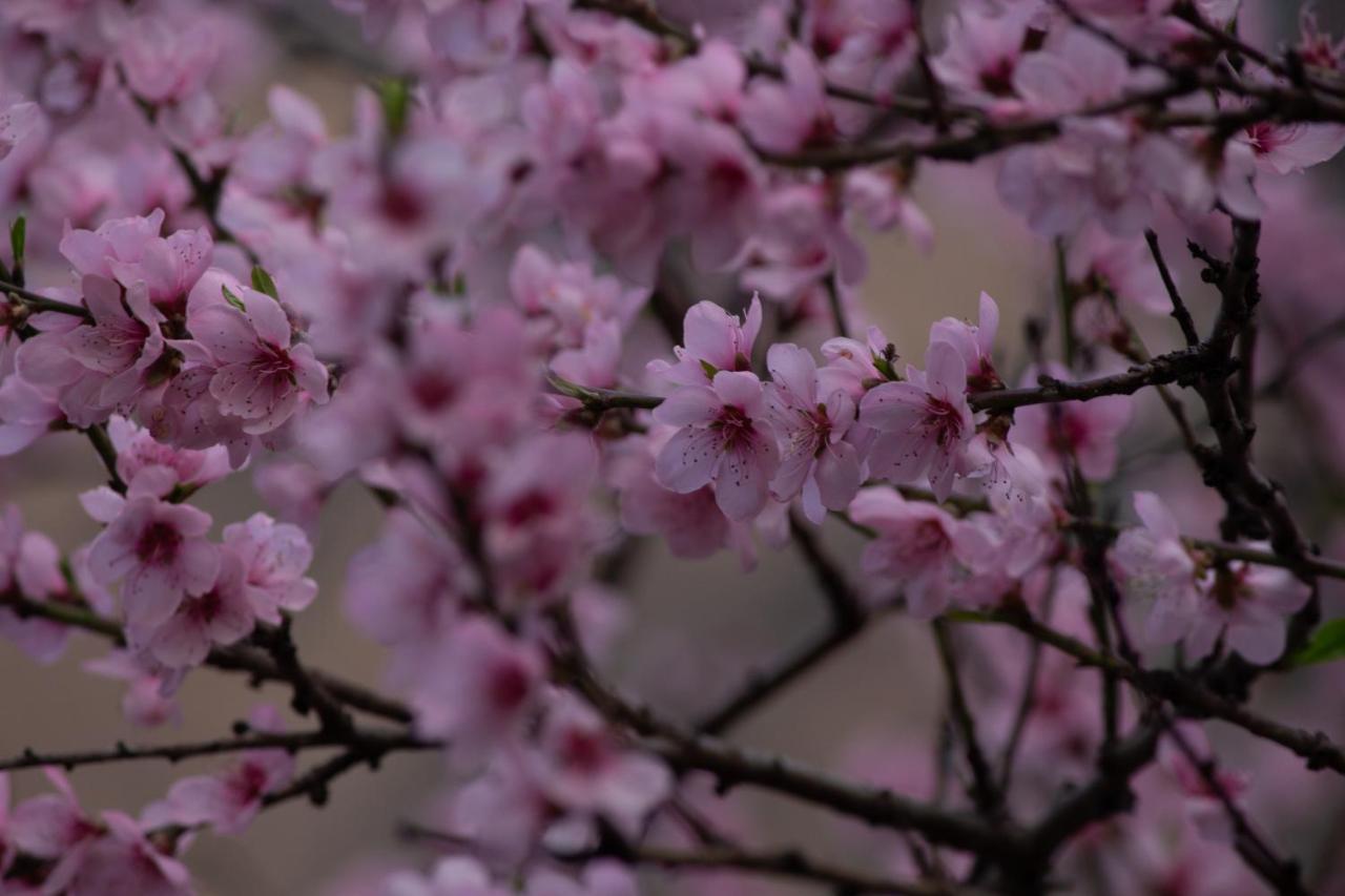 The Royal Orchard Kasol 호텔 외부 사진